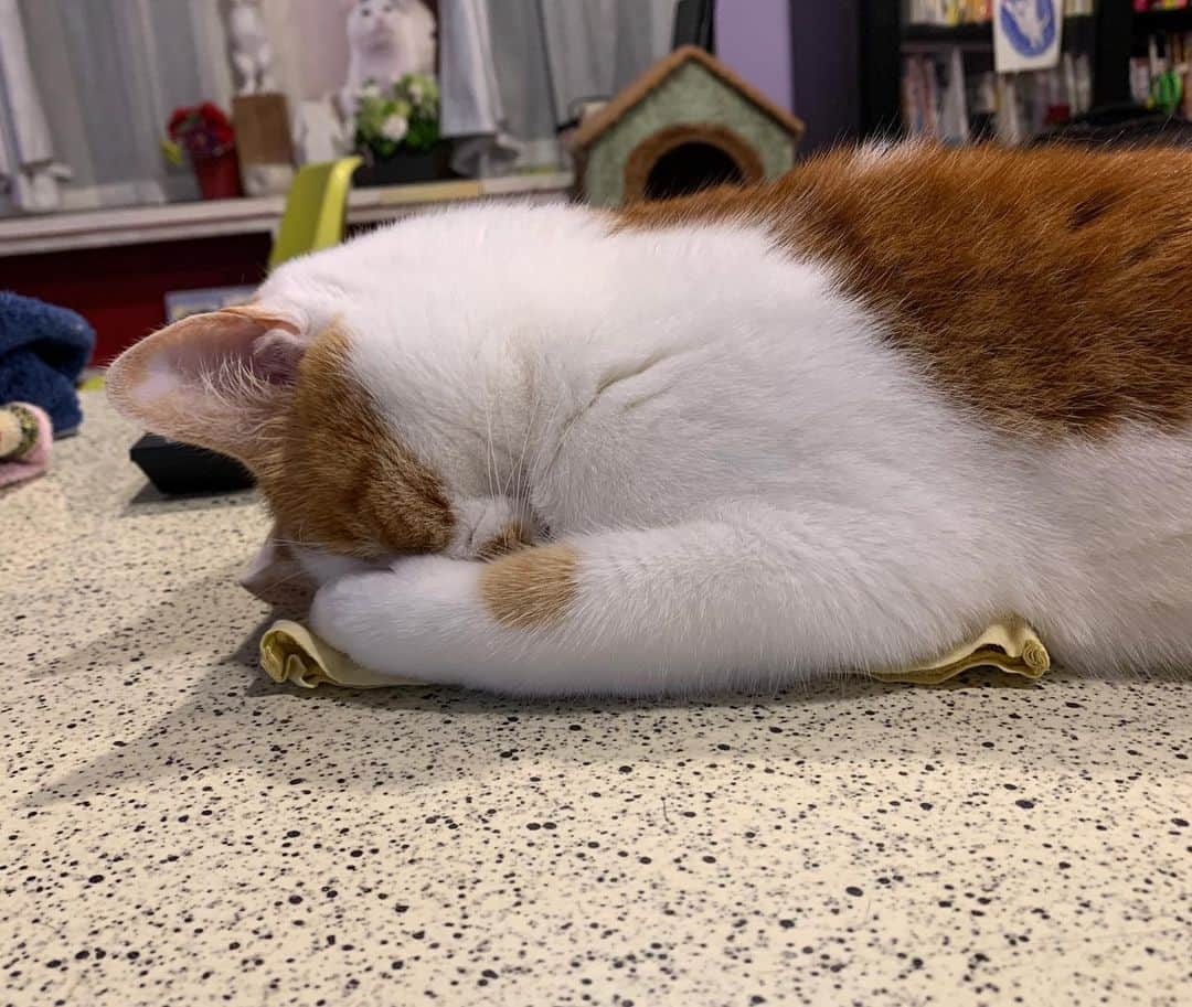 Kachimo Yoshimatsuさんのインスタグラム写真 - (Kachimo YoshimatsuInstagram)「寝てる。Sleeping #うちの猫ら #oinari #猫 #ねこ #cat #ネコ #catstagram #ネコ部 http://kachimo.exblog.jp」7月12日 1時46分 - kachimo