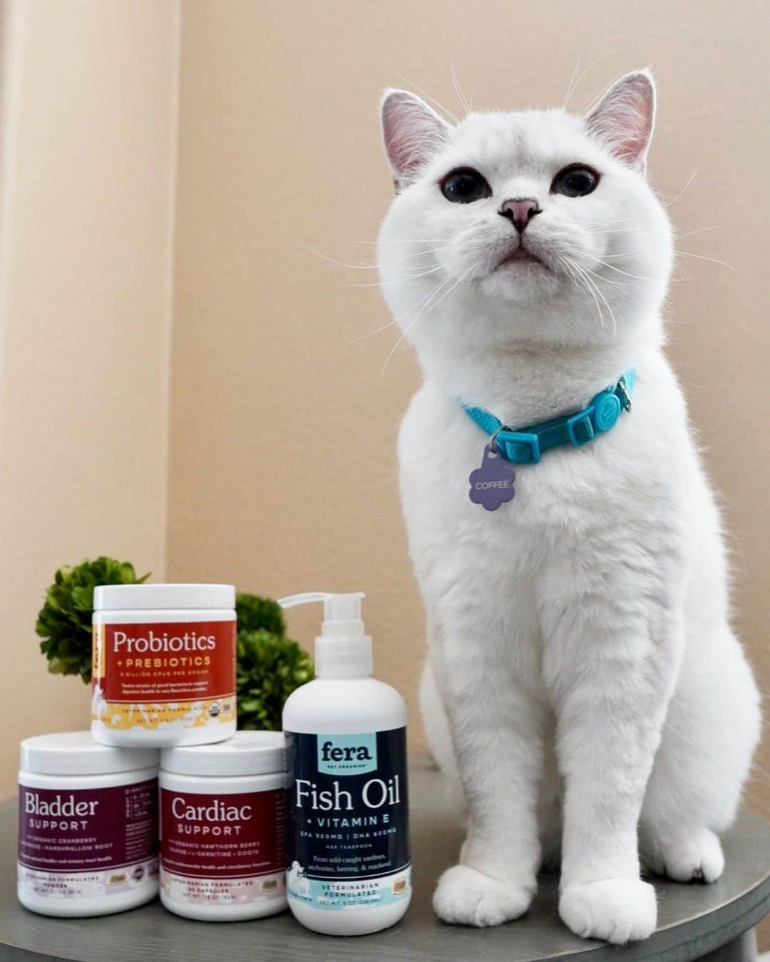 ミスター・ホワイトさんのインスタグラム写真 - (ミスター・ホワイトInstagram)「@ferapetorganics is the amazing company that I trust! Their mission is to create delicious supplements that all pets crave while providing high quality ingredients necessary to support each targeted body system! Plus all of their products are veterinarian formulated! Click link in bio to learn more! ❤️」7月12日 1時42分 - white_coffee_cat