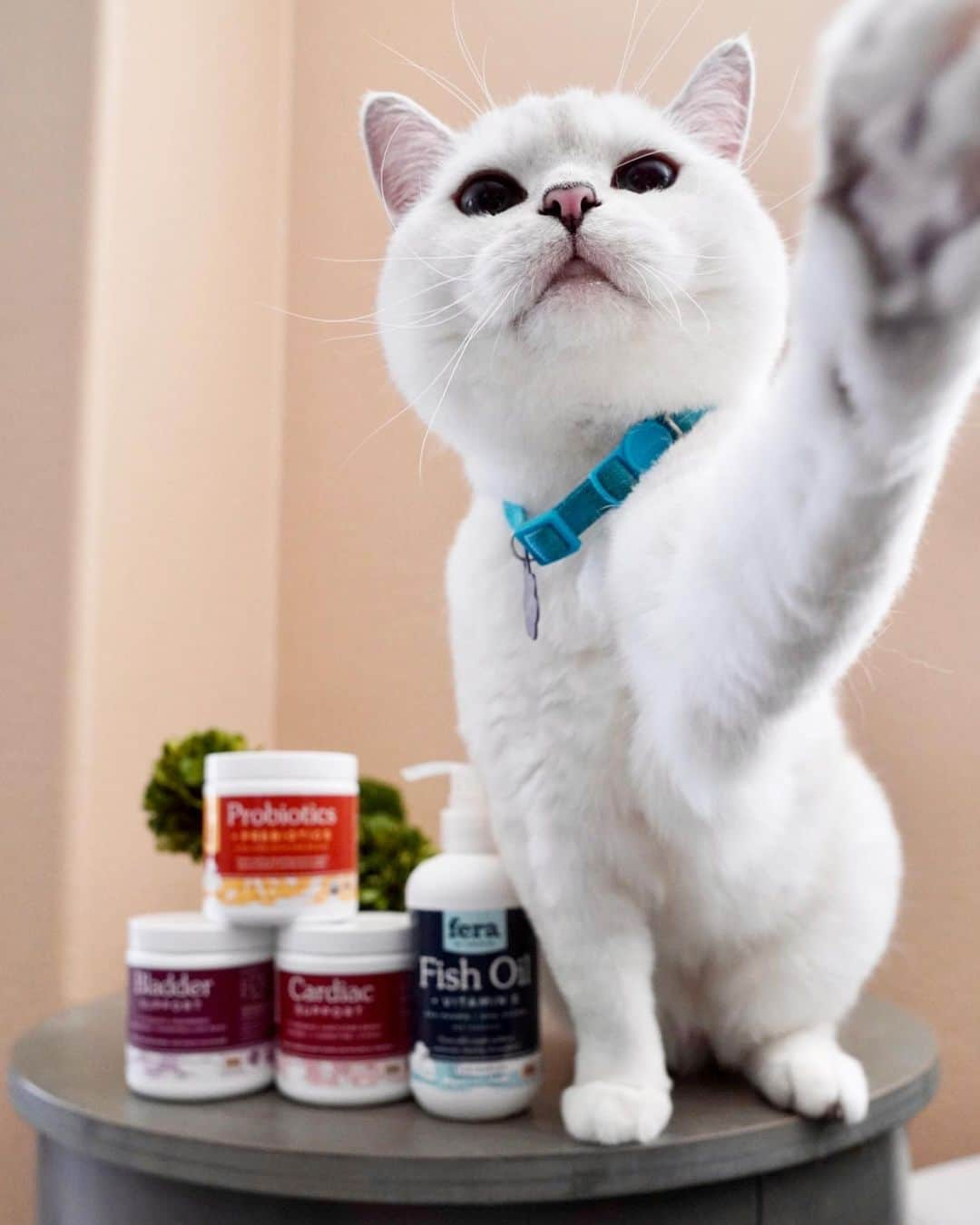 ミスター・ホワイトさんのインスタグラム写真 - (ミスター・ホワイトInstagram)「@ferapetorganics is the amazing company that I trust! Their mission is to create delicious supplements that all pets crave while providing high quality ingredients necessary to support each targeted body system! Plus all of their products are veterinarian formulated! Click link in bio to learn more! ❤️」7月12日 1時42分 - white_coffee_cat