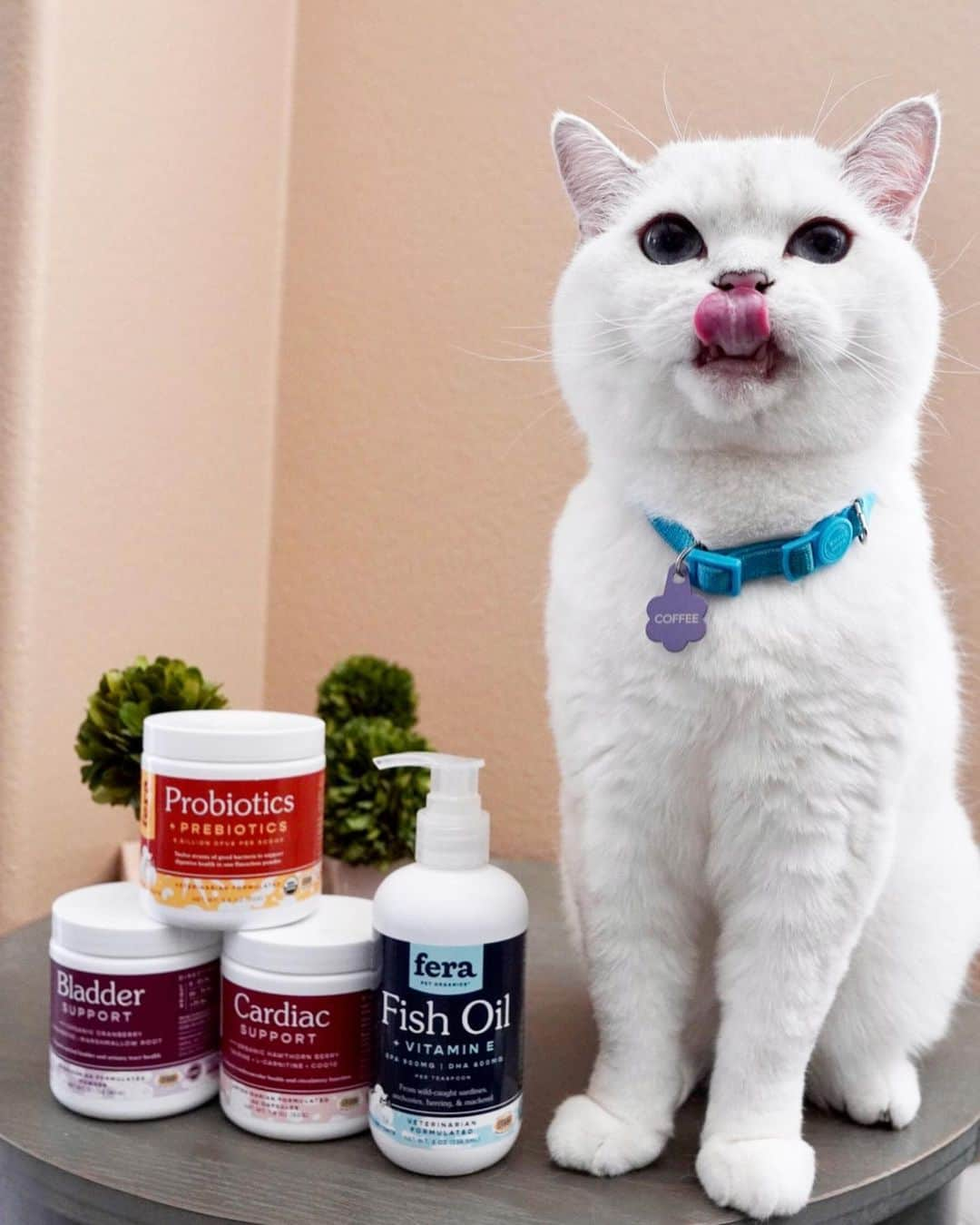 ミスター・ホワイトさんのインスタグラム写真 - (ミスター・ホワイトInstagram)「@ferapetorganics is the amazing company that I trust! Their mission is to create delicious supplements that all pets crave while providing high quality ingredients necessary to support each targeted body system! Plus all of their products are veterinarian formulated! Click link in bio to learn more! ❤️」7月12日 1時42分 - white_coffee_cat