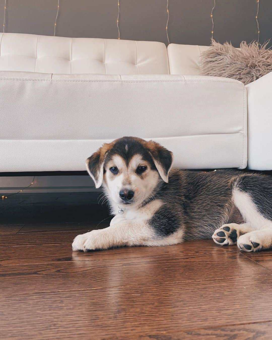 Kalyn Nicholsonのインスタグラム：「meet little miss Luna🌛 I had the privilege of taking care of this sweet baby girl for the week while she found her forever home... which nearly became my home but I’ll save that story for the vlog. If you want to hear it in full come watch vlog 27 now LIVE ft. lots of cute puppy footage and a me running on 0-4 hours of total sleep for the week」