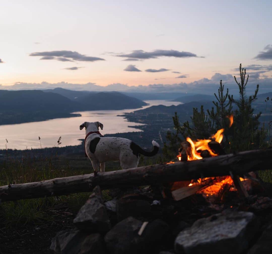Andrew Knappのインスタグラム：「Boo, observing Okanagan Lake, listening to truck engines miles away. My one log burning bright for a fast hour. Momo next to me, catching his breath after a day of rocky roads and jumping in lakes.   I recognize I’ve been quieter with the Black Lives Matter movement, but I haven’t stopped working! I think a lot about how a movement carries so much powerful energy, fuels a fire within us, and it’s our work to continue stoking it.  I’ve been doing much more self work to make sure I can show up with my head on straight. I’ve been processing life events and working on eliminating patterns that don’t serve me. I’ve luckily had my book to focus on as my deadlines are catching up to me. I’m hoping you all are keeping well also.」