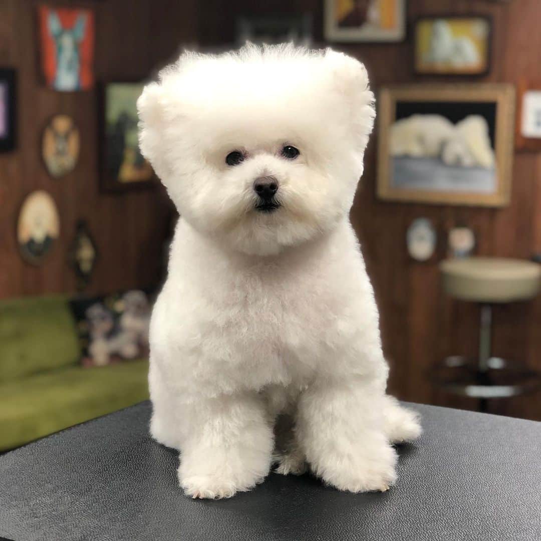 Instagramさんのインスタグラム写真 - (InstagramInstagram)「After a spa day, Meemu is ready for the spotlight. 🛁⭐️🐩⁣ ⁣ With 20 years of experience as a professional dog groomer, Jess Rona (@jessronagrooming) knows how to give our pets the star treatment they deserve, and her poodle mix, Meemu, is more than happy to help demonstrate.⁣ ⁣ “My favorite thing is seeing people’s faces when they get their dog back,” says the Los Angeles-based groomer. “Especially for people who bring in a really dirty messy dog, and I do a full makeover. It keeps them healthy and feeling good.”⁣ ⁣ Today on our story, Jess shows us how to #TryThisAtHome, and Meemu shows us just how much he loves it.⁣ ⁣ Video and photo by @jessronagrooming」7月12日 3時56分 - instagram