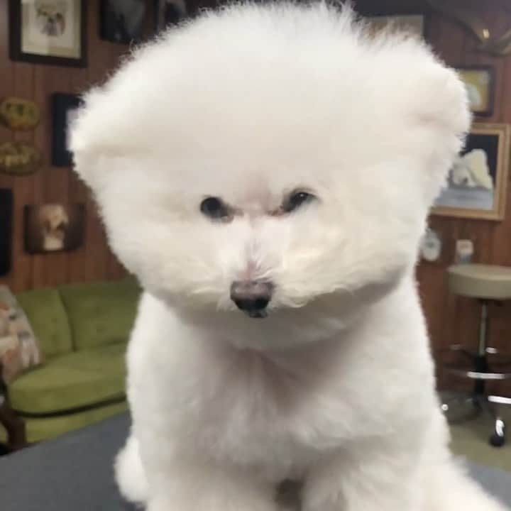 Instagramのインスタグラム