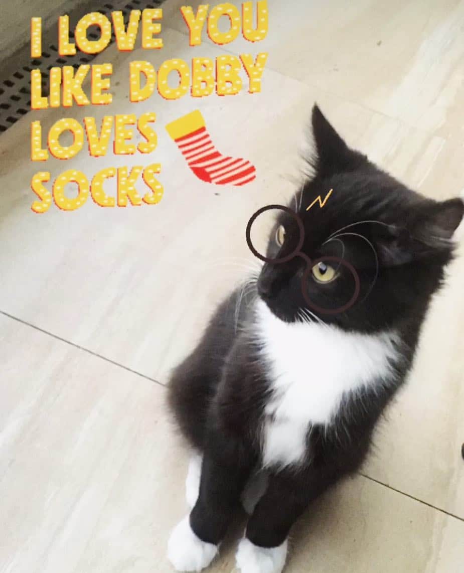 ミシェル・トラクテンバーグさんのインスタグラム写真 - (ミシェル・トラクテンバーグInstagram)「I knew it. My #furbaby is #harrypotter ⚡️✨🔮」7月12日 13時28分 - michelletrachtenberg
