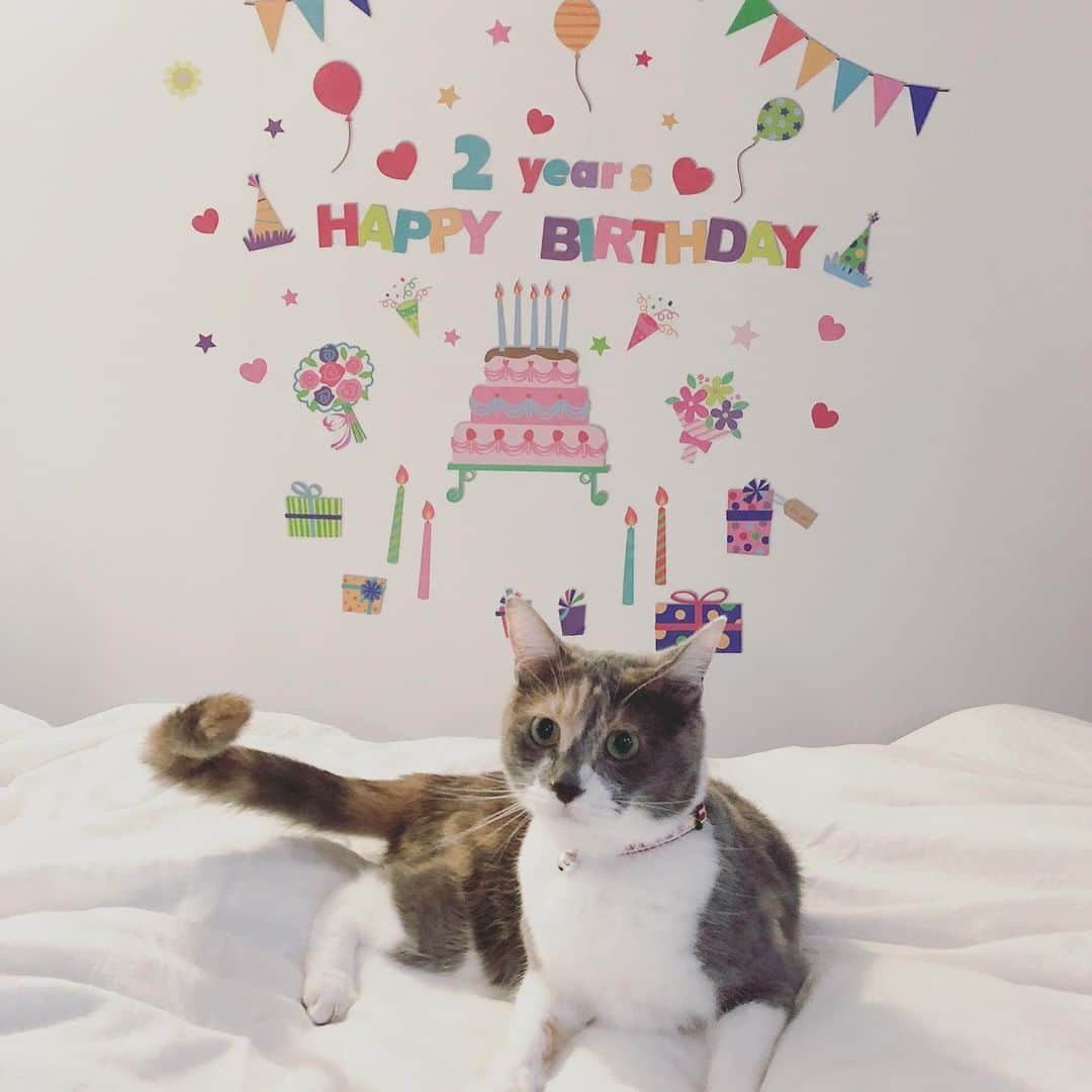 藤崎奈々子さんのインスタグラム写真 - (藤崎奈々子Instagram)「7月11日はキナコちゃんのお誕生日でした🎉🎉🎉 ・ 驚かせようとキナコちゃんがねている隙にウォールステッカー貼ってスタンバイ！ 起きたので反応を伺ってみたけれど、全く驚かず…😭 ・ お誕生日プレゼントの首輪やおもちゃは喜んでいたようなのでホッとしました🎁 ・ キナコちゃん生まれて来てくれてありがとう❣️ キナコちゃんに関わって来てくれた全てのニャンコ、人たちに感謝の1日でした🍀 ・ #お誕生日#2歳#ウォールステッカー#猫#ねこすたぐらむ#ねこのいる生活#ねこのいる暮らし#保護猫#多頭飼い#仲良し#きじとら猫#三毛猫」7月12日 13時36分 - nanakofujisaki