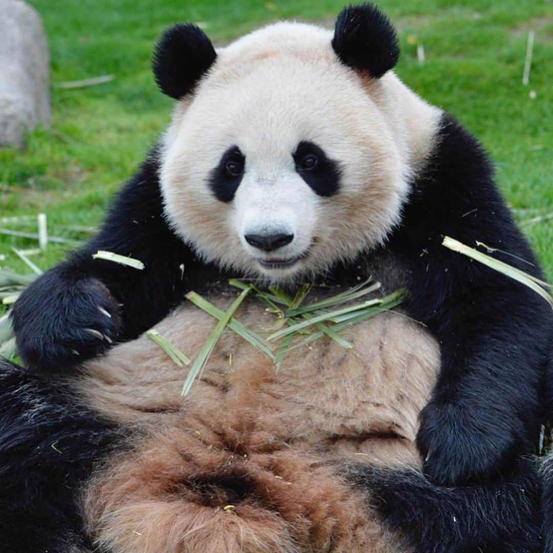 パンダ（白浜）さんのインスタグラム写真 - (パンダ（白浜）Instagram)「#桜浜　#桃浜 ＳＷＥＥＴ　ＤＡＹＳ  🐼😊🐼  #ADVENTUREWORLDPANDAS #baby #HELLOLITTLE #pandamental #hellopanda #ハローリトル #ハローパンダ #パンダグラビア #パンダ　and #panda #pandababy 🐼🐼🐼」7月12日 13時45分 - hellopanda_book