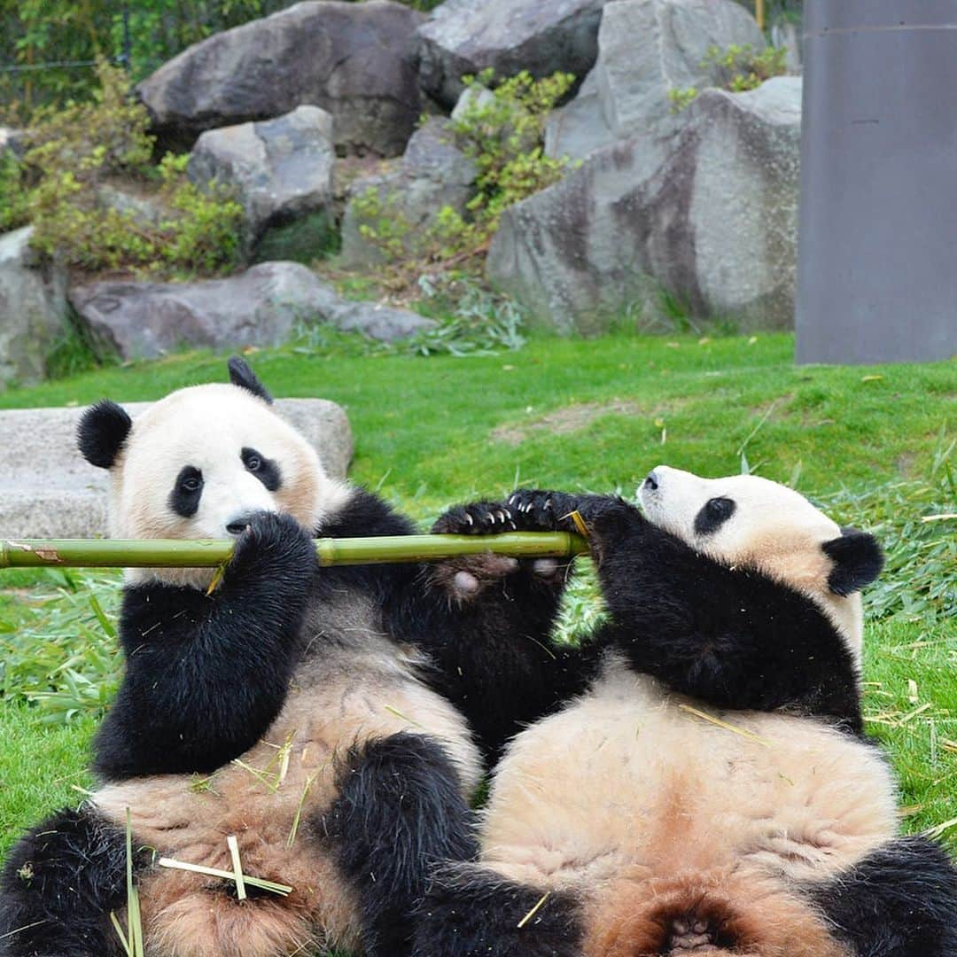 パンダ（白浜）さんのインスタグラム写真 - (パンダ（白浜）Instagram)「#桜浜　#桃浜 ＳＷＥＥＴ　ＤＡＹＳ  🐼😊🐼  #ADVENTUREWORLDPANDAS #baby #HELLOLITTLE #pandamental #hellopanda #ハローリトル #ハローパンダ #パンダグラビア #パンダ　and #panda #pandababy 🐼🐼🐼」7月12日 13時45分 - hellopanda_book