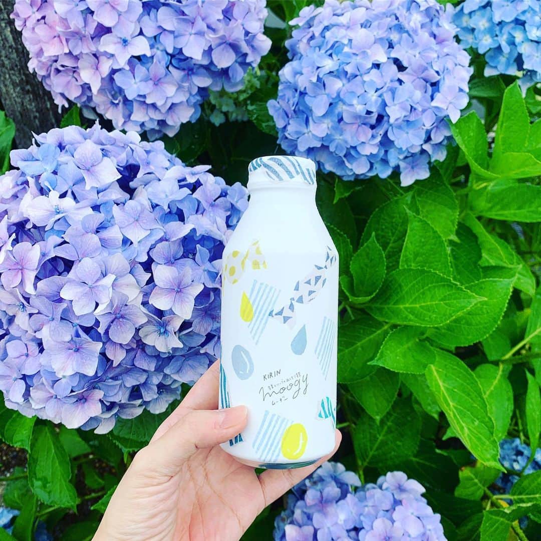 のインスタグラム：「*  こんにちは *  #紫陽花 が綺麗な季節ですね〜✨ 色んな色や、花の形があってついつい気になって見ちゃいます  * 写真は近所の紫陽花🌿  紫陽花は、色々な #花言葉 があるようですが、中でも私は「和気あいあい」という言葉がお気にいり😊  *  たしかに、小さい花がたくさん寄り添って、楽しげにしているようにも見えるなぁ〜と、勝手に想像してしまうのです😚  *  （てら）  #moogy #ムーギー #プチギフト #gift #プレゼント #暮らし #インテリア #lifestyle #design #デザイン #夏　#summer #LOHACO #ノンカフェイン #麦茶 #mugicha #kirinbeverage #キリンビバレッジ #アジサイ #花のある暮らし #花」