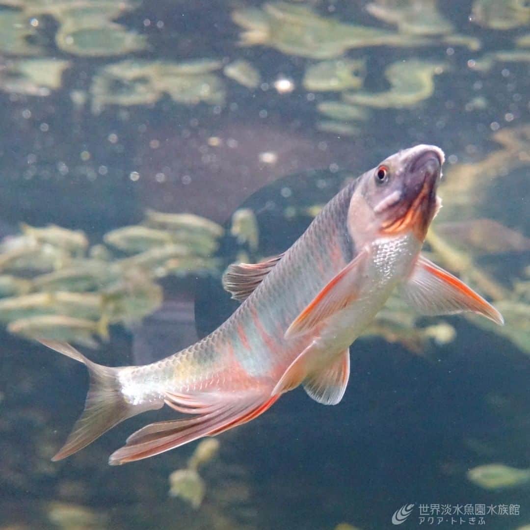 世界淡水魚園水族館 アクア・トト ぎふのインスタグラム：「繁殖期を迎えた魚たちに、婚姻色が現れています。  昨日、お帰り際のお客様が「産卵シーンが見れました！」と喜んでいらっしゃいました。 運が良ければそんな出合いもあるようですよ。  写真のオイカワ以外にも婚姻色が現れている魚がいますので、探してみてくださいね。  #アクアトト #アクアトトぎふ #アクアトト岐阜 #aquarium#Opsariichthysplatypus#Commonminnow」