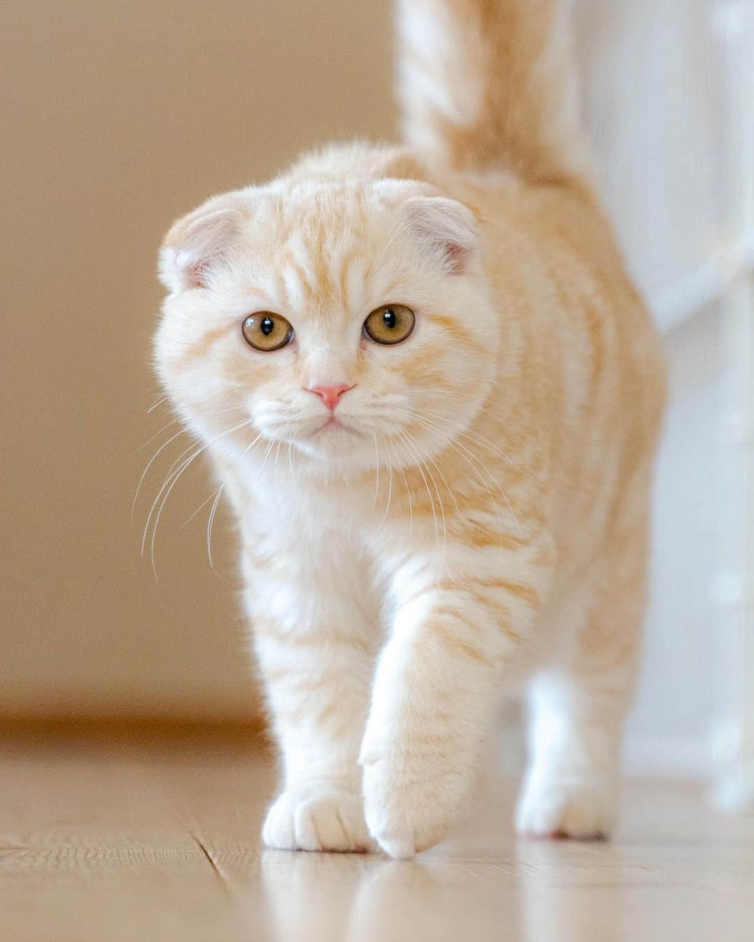 マアルのインスタグラム：「小粒さん #🐈 #北海道 #旭川市 #ペットホテル」
