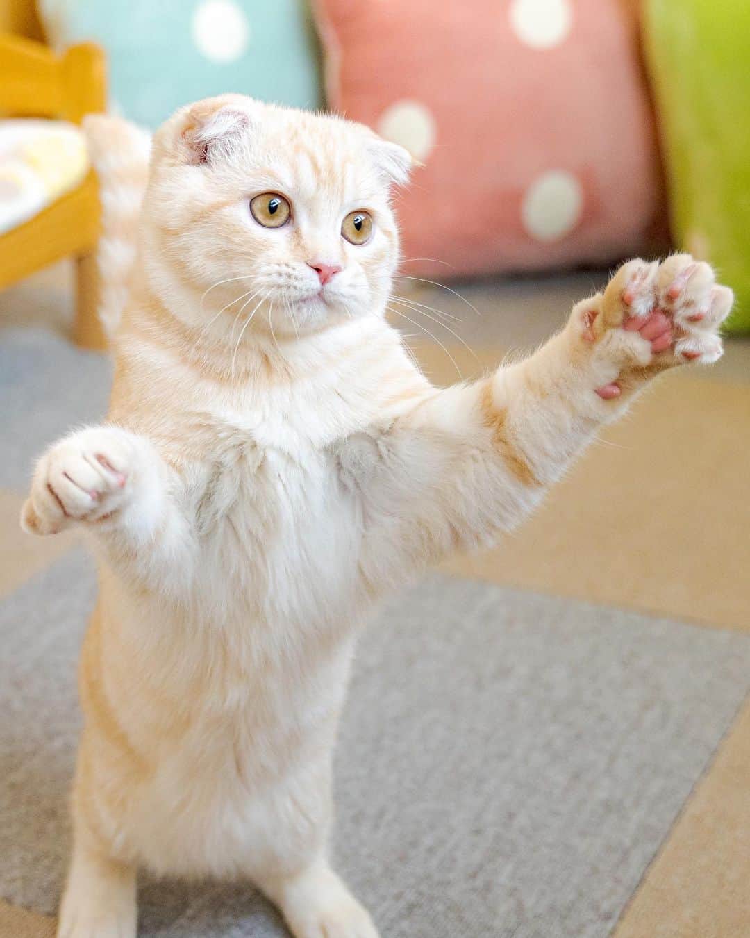 マアルのインスタグラム：「小粒さん #🐈 #北海道 #旭川市 #ペットホテル」
