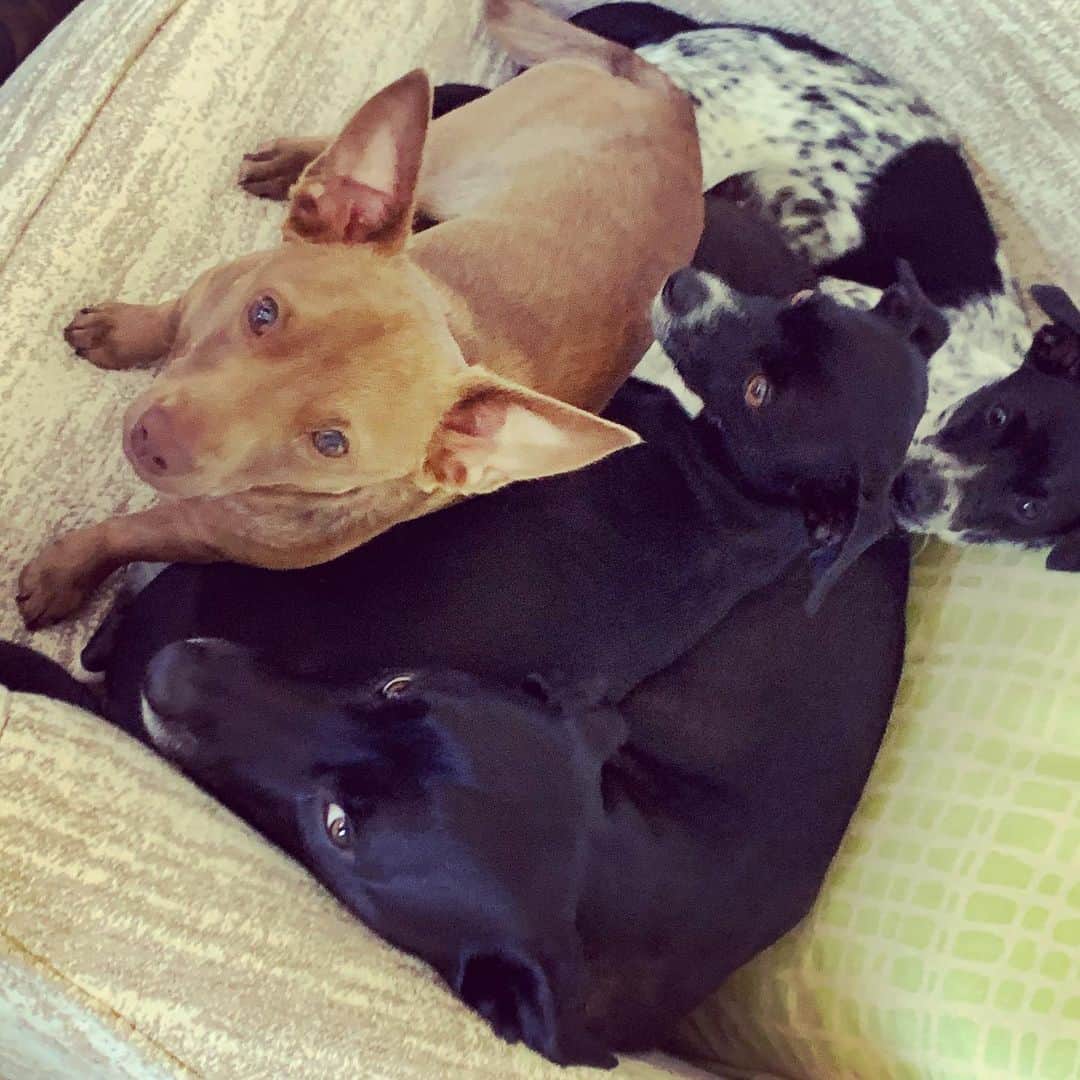 キャシー・グリフィンのインスタグラム：「4 dogs, 1chair  #dogsofinstagram  #puppiesofinstagram  #love」