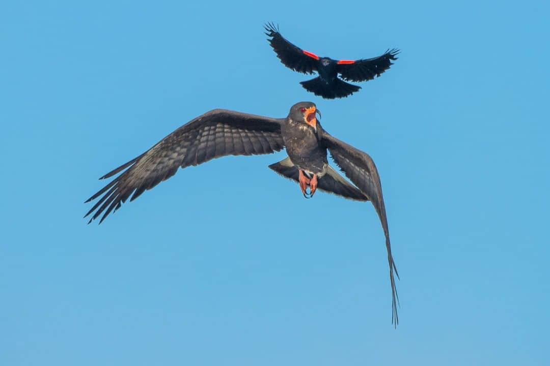 ナショナルジオグラフィックさんのインスタグラム写真 - (ナショナルジオグラフィックInstagram)「Photo by @carltonward  A red-winged blackbird harasses an Everglades snail kite above Lake Okeechobee in central Florida. Blackbirds are known to mob much larger birds to defend their nesting territories. As many as two million snail kites live throughout the species' range in South and Central America. But fewer than 1,000 survive in South Florida, where management of water levels is critical to their nesting and foraging success. Snail kites are highly specialized, with curved beaks designed for eating apple snails. There was great concern for Florida populations in the early 2000s, when native apple snails were replaced by larger invasive apple snails. But new research shows that snail kites were able to adapt faster than expected -- evolving larger beaks and growing larger overall in as few as two generations. #bird #evolution #kite #Everglades @pathofthepanther @fl_wildcorridor @insidenatgeo #KeepFLWild.」7月12日 7時35分 - natgeo