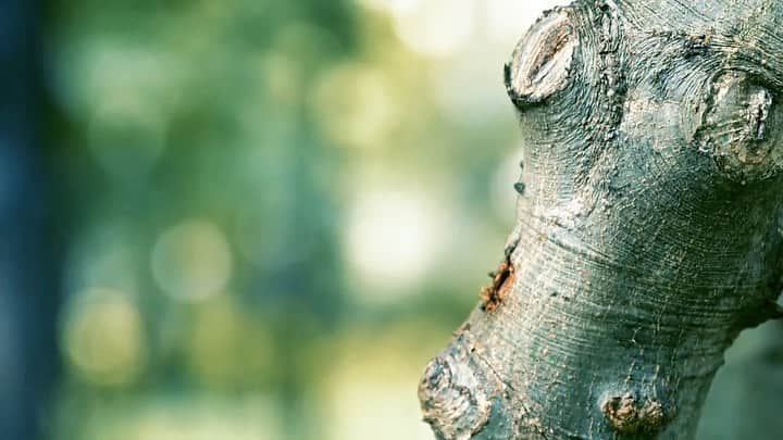 japanese forest & web designer　kapiosanのインスタグラム