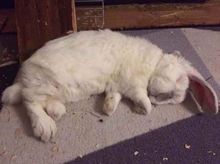 Exempel the bunnyさんのインスタグラム写真 - (Exempel the bunnyInstagram)「July 12th 2020. It’s been two years since you left us. I still miss you like crazy, my dear Exempel. And I love you so much. You will always be my little koala & cuddle bun. ❤️」7月12日 7時44分 - exempelthebunny