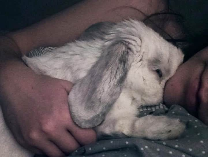 Exempel the bunnyさんのインスタグラム写真 - (Exempel the bunnyInstagram)「July 12th 2020. It’s been two years since you left us. I still miss you like crazy, my dear Exempel. And I love you so much. You will always be my little koala & cuddle bun. ❤️」7月12日 7時44分 - exempelthebunny