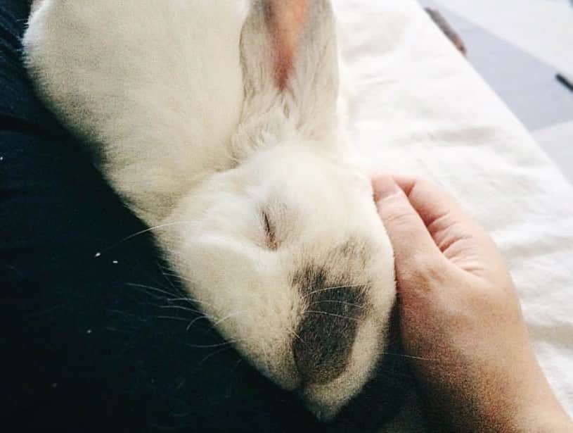 Exempel the bunnyさんのインスタグラム写真 - (Exempel the bunnyInstagram)「July 12th 2020. It’s been two years since you left us. I still miss you like crazy, my dear Exempel. And I love you so much. You will always be my little koala & cuddle bun. ❤️」7月12日 7時44分 - exempelthebunny