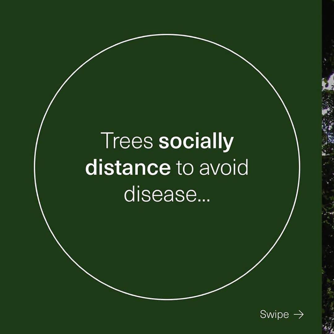 JR・ボーンのインスタグラム：「Repost from @seed • Turns out physical distancing works for more than just humans. ⁠⠀ ⁠⠀ Researchers in certain forests around the world have documented a phenomenon called “crown shyness¹,” in which the tops of trees refuse to touch, leaving gaps in the forest canopy. It’s an adaptation that shows how, even in the natural world, keeping your distance is the best way to prevent the spread of disease. ⁠⠀ ⁠⠀ This tree version of social distancing, experts suggest, enables individual trees to get better access to necessary resources, such as sunlight. Being standoffish might also prevent the spread of parasitic insects or diseases, and allow more light to reach the forest floor, which in turn nurtures plants and animals that benefit the ecosystem as a whole. By protecting themselves, the trees are also protecting each other—and contributing to the health and wellbeing of their environment. ⁠⠀ ⁠⠀ And you can do the same: as public health experts have confirmed time and again, the best way to prevent the spread of COVID-19 is by staying home when you can, and maintaining six feet of distance between yourself and others when you have to go out. ⁠⠀ ⁠⠀ Translation: If a tree can do it, we can too. ⁠⠀ ⁠⠀ ——⁠⠀ ¹ Wu, Katherine. “Some trees may 'social distance' to avoid disease.” National Geographic, 6 July, 2020.」