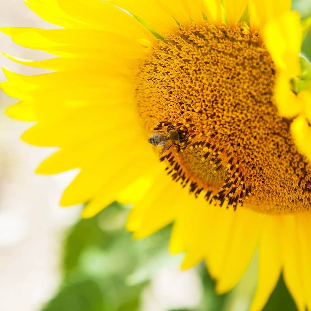 HACCI officialさんのインスタグラム写真 - (HACCI officialInstagram)「そばに居るだけで元気を貰える向日葵。🌻一生懸命、蜜を集める姿が愛らしい素敵なショットです。  Sunflowers always give us positive energy, which might be the same for honey bees?  #hacci #honey #bee #beauty #skincare #cosmetics #honeycosmetics #madeinjapan #sunflower #summer #はちみつ #はちみつコスメ #スキンケア #みつばち #ひまわり #夏」7月12日 8時08分 - hacci_official
