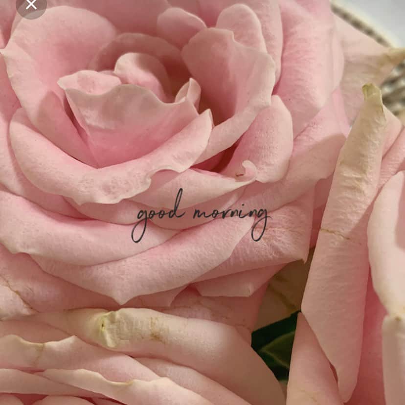 yukieのインスタグラム：「今日も素敵な１日になりますように☺︎ ﻿ ﻿ #おはようございます #goodmorning #sunday #happy #flower #flowerstagram #instagram #instalike #instagood」