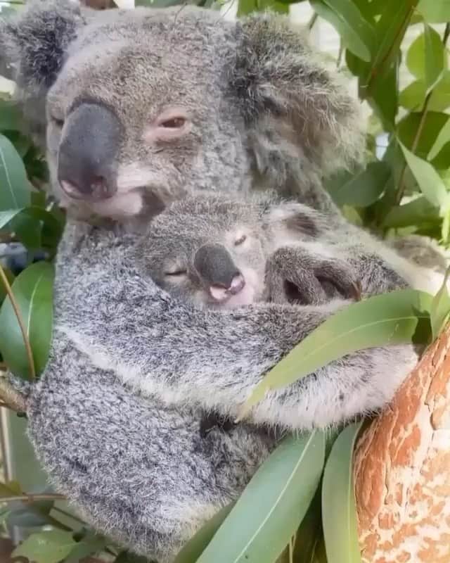 WildLifeのインスタグラム：「Koala hug 🐨 Tag someone you love ❤️ Sydney, Australia. Video by @reneehowell18」