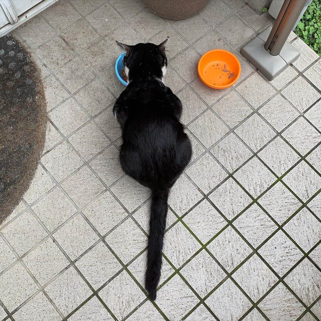 Kachimo Yoshimatsuさんのインスタグラム写真 - (Kachimo YoshimatsuInstagram)「おはようイカスミ！ Good Morning IKASUMI! 背中をなでてみたけど背骨は出てない。 耳はやっぱり傷かな？ たまたまもありそう。 眠いのか、寝た。  #うちの猫ら #ikasumi #猫 #ねこ #cat #ネコ #catstagram #ネコ部 http://kachimo.exblog.jp」7月12日 9時04分 - kachimo
