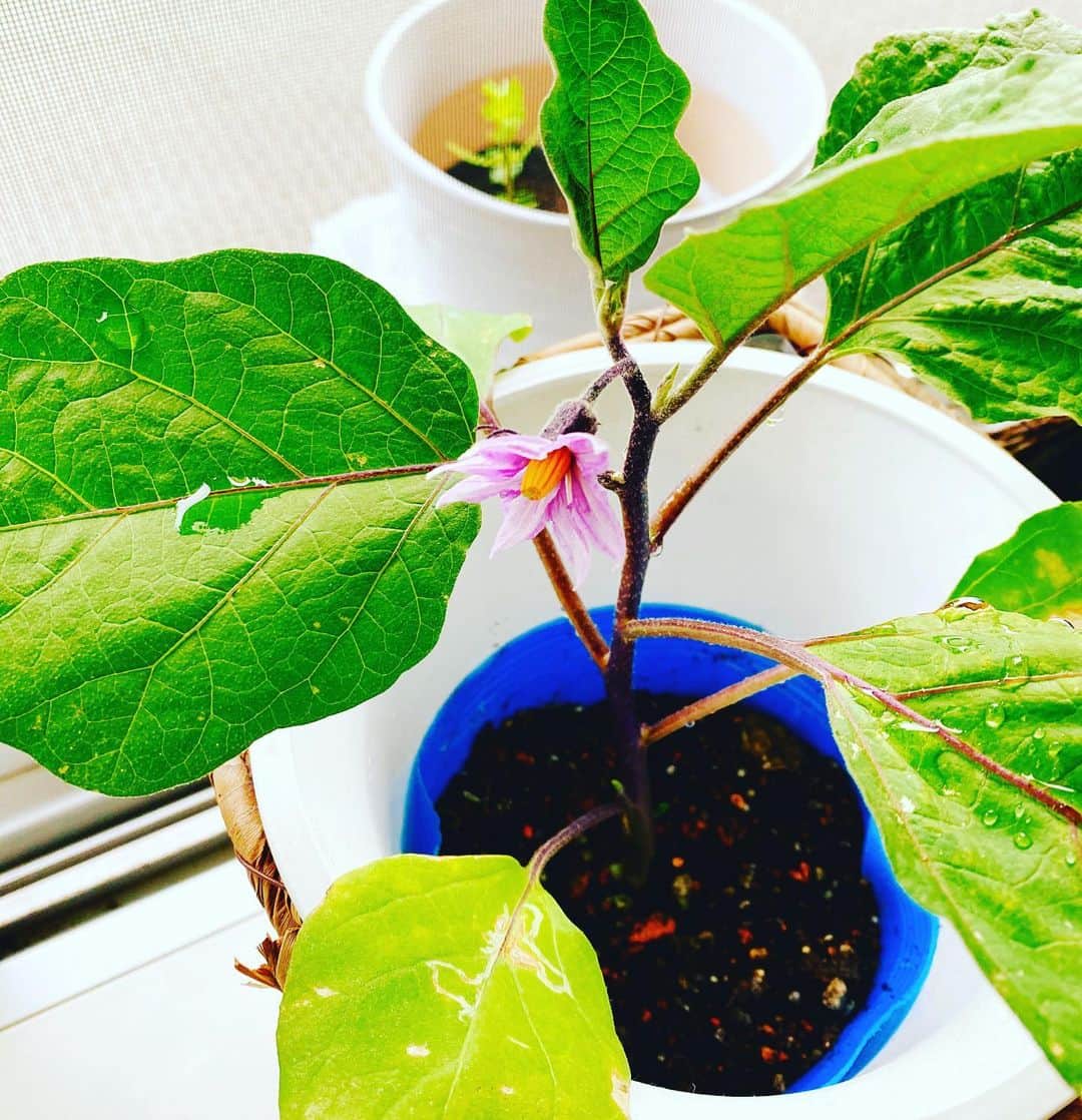 海保知里さんのインスタグラム写真 - (海保知里Instagram)「ナスの花が咲いた😍嬉しい。 #海保知里 #ベランダ菜園  #家庭菜園 #eggplant」7月12日 9時24分 - chisato_kaiho
