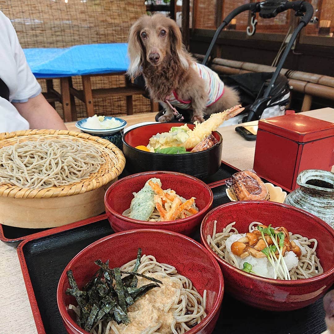 くるみんのインスタグラム：「* 5ヶ月ぶりにパパ実家に向かう前 深大寺に寄りました 外席で深大寺蕎麦ランチを食べたよ  #ミニチュアダックスフンド #ミニチュアダックスフント #ミニチュアダックス #イザベラタン #イザベラ #ダックスlove #ダックス多頭飼い #ダックスフント #ダックスフンド #ダックス部 #ダックス大好き #ダックス #いぬばか部 #いぬすたぐらむ #短足部 #深大寺 #深大寺そば #門前 #ランチ #dachshundgram #all_dog_japan #east_dog_japan #dachshund #dogstagram #instagramdog #instadachs #kyounodachs #todayswanko #7pets_1day #だっくすふんど」