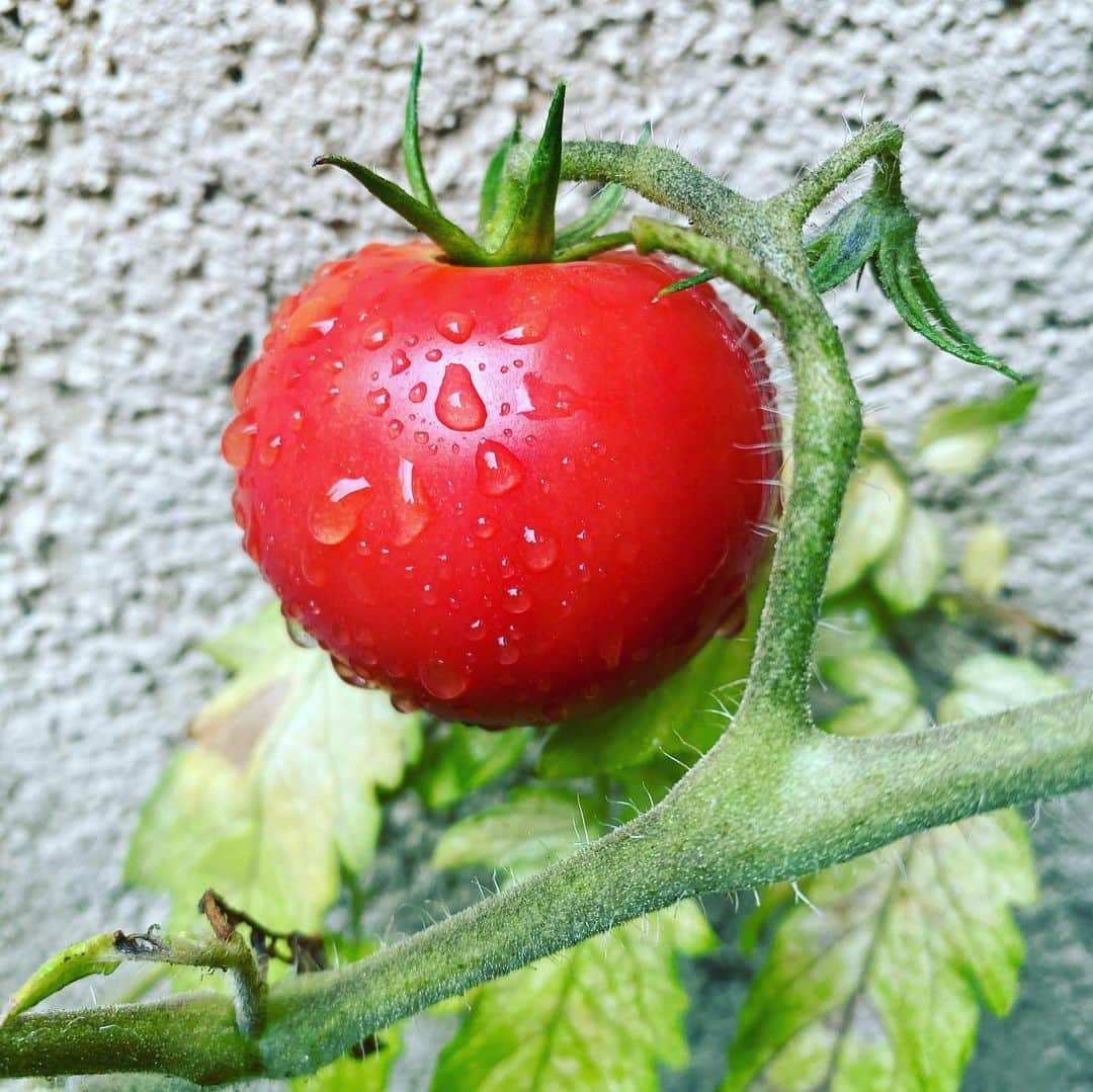 大宮エリーさんのインスタグラム写真 - (大宮エリーInstagram)「ベランダと階段にて 家庭菜園。 最近、手土産は これらにしています トマト ミント レモングラス #家庭菜園」7月12日 9時39分 - ellie_omiya