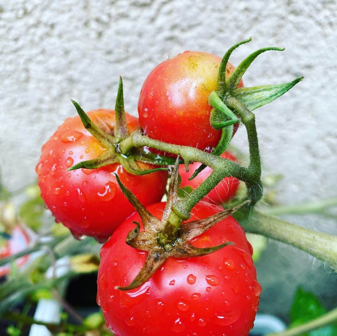 大宮エリーさんのインスタグラム写真 - (大宮エリーInstagram)「ベランダと階段にて 家庭菜園。 最近、手土産は これらにしています トマト ミント レモングラス #家庭菜園」7月12日 9時39分 - ellie_omiya