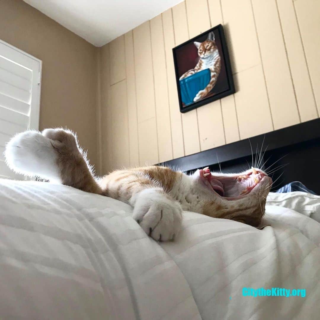 City the Kittyさんのインスタグラム写真 - (City the KittyInstagram)「Lazy Caturday for me. 😺  #Caturday #StopDeclawing」7月12日 9時48分 - citythekitty