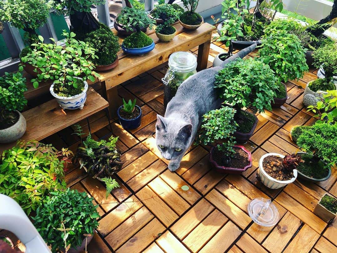 金成公信のインスタグラム：「緑と灰色。#盆栽 #bonsai #bonsaijapan #japanesebonsai #wabisabi #bonsailovers #bonsailife #bonsaitree #bonsaiart #bonsaigram #bonsaiworld #plants #tree #greenlife #greenlifestyle #苔 #moss #睡蓮 #睡蓮鉢 #ビオトープ #biotope #メダカ #waterlilybowls」