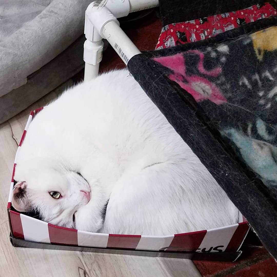 Garyさんのインスタグラム写真 - (GaryInstagram)「Just sit in your box under your hammock and think about what you've done #gustopher photo by Dad」7月12日 10時08分 - omgdeedee
