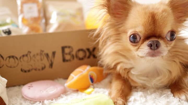 kayoのインスタグラム：「* * * 遊び疲れて 眠くなっちゃった くりおちゃん😪😪😪 * * kulio💗 * * #doggybox #ドギーボックス #ドギボ #犬のいる暮らし #chihuahua#chihuahualove#dogstgram#dog#instadog#チワワ#チワワ大好き * *」