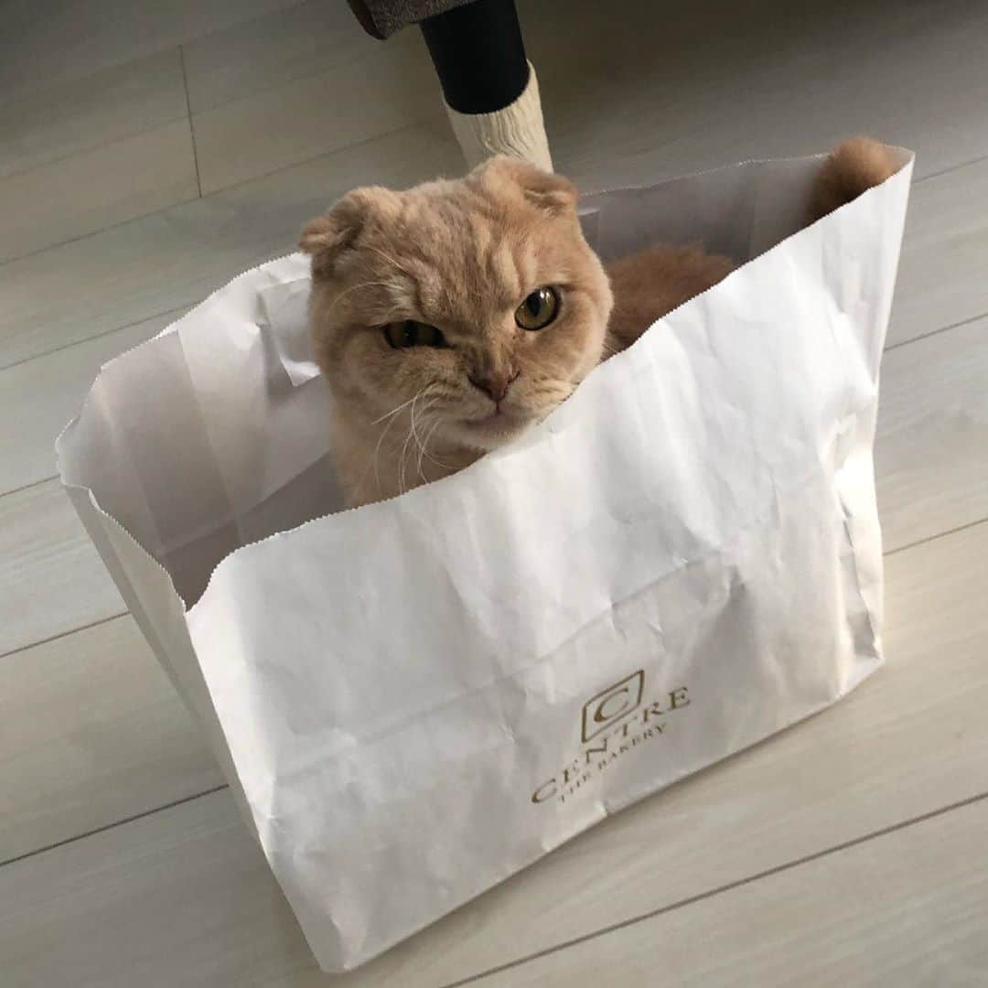 相馬有紀実のインスタグラム：「悪い顔しすぎじゃない（笑）？  #猫　#すこてぃっしゅふぉーるど  #おれみみスコ  #猫好きさんと繋がりたい」