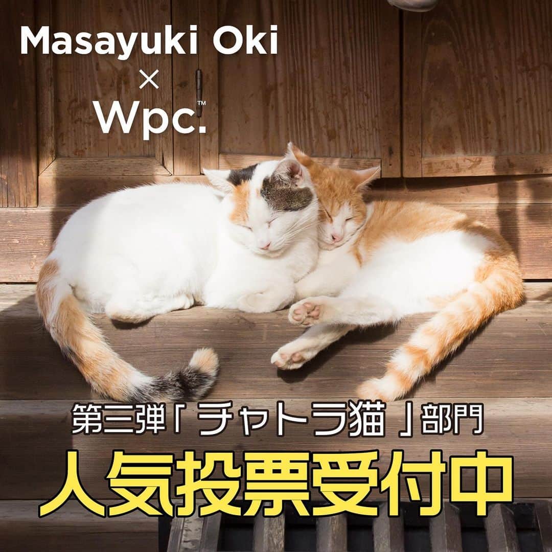 Masayukiさんのインスタグラム写真 - (MasayukiInstagram)「「ぶさにゃん先輩。」・ 「 イケメン猫」部門の たくさんのご投票ありがとうございます。 2日目のイケメン猫は票が落ちるかなと思っていたらむしろ伸びてとても感謝しております。 本日の投票もお楽しみくださいませ。  Masayuki Oki×Wpc.™コラボ 猫のビニール傘＆エコバッグ 人気投票受付中  第三回　みんな大好き「チャトラ猫」部門  7月18日23:59迄  トラのような模様が愛くるしい！チャトラ猫。 4枚の写真の中から、一番かわいいと思う「チャトラ猫」 のナンバーをコメント欄に記載して、投票に参加してね！  １位の #チャトラ猫  も写真も傘とエコバックに登場します。  ご投票 お待ちしております！  #wpcコラボ」7月12日 11時14分 - okirakuoki