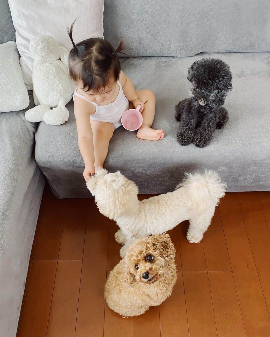 のインスタグラム：「S U N D A Y ♡ . . みにしぽは ちびず🐶におやつを あげるのが大好き！ . もあ→ぽむ→べる の順番にいつもあげるの！ 年功序列ですかっ🤣🤣笑 . あなたが1番下だけどね💕笑 . . . . #ほっこり」