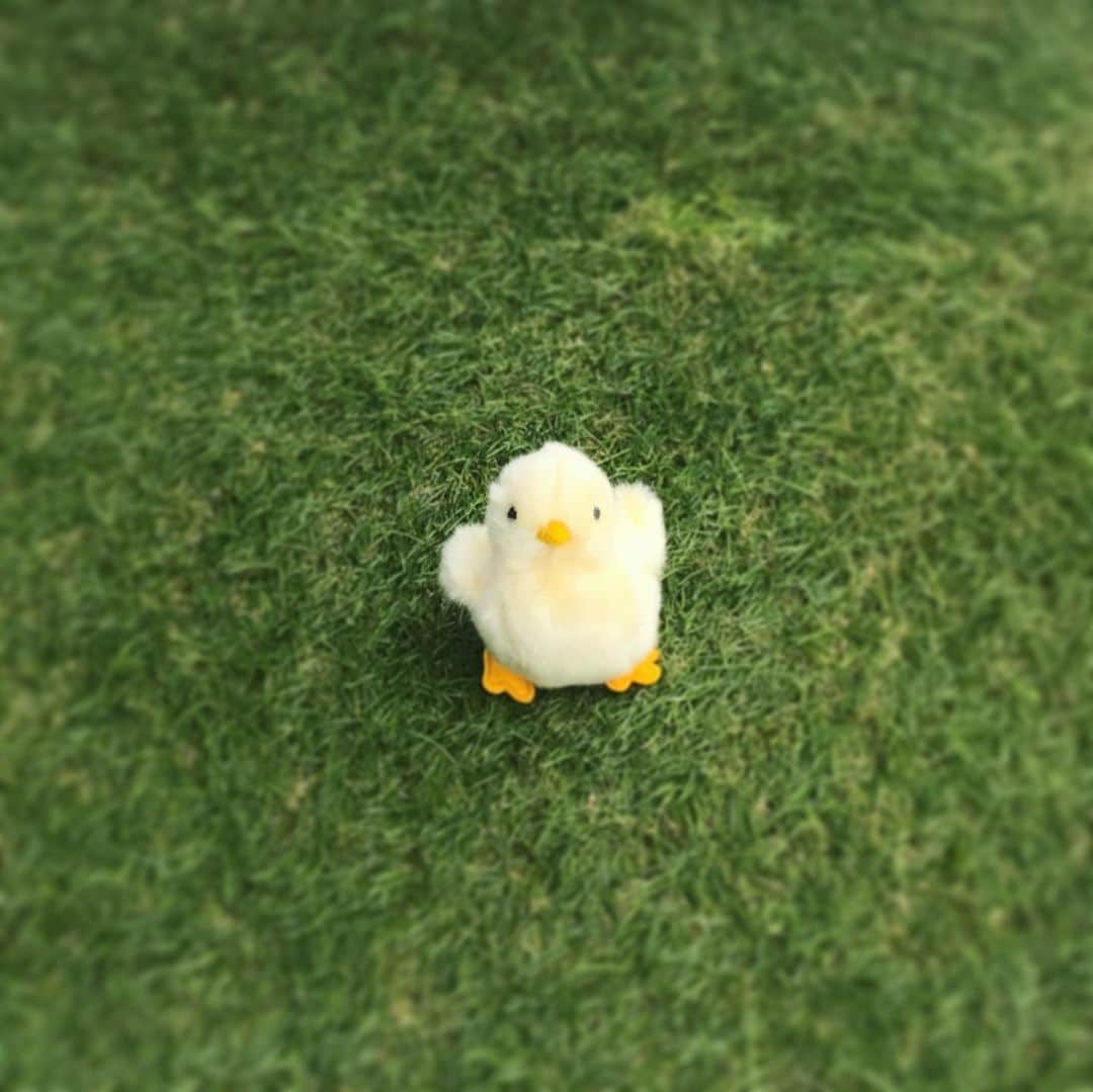 関口舞のインスタグラム：「ふわっふわのひよこぬいぐるみ」