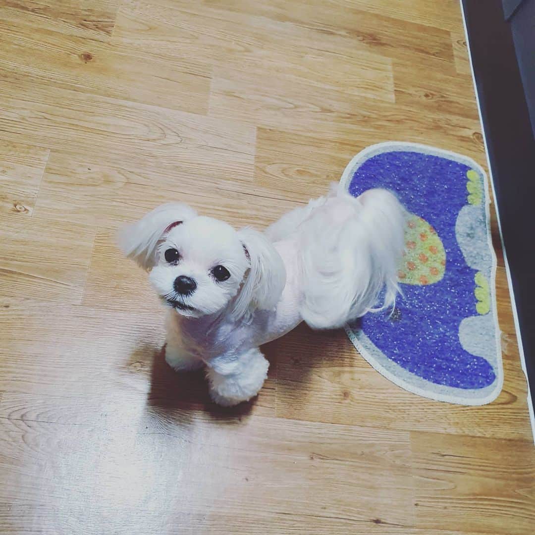 ホ・ジョンミンのインスタグラム：「너는 수박을 너무 먹어서 췌장염 난 술을 너무 먹어서 십이지장염 그렇게 쳐다보지마 우리 당분간 간식 술 금지야.」