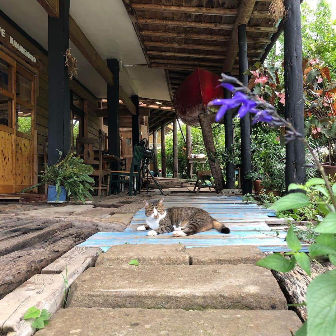 おーせさんのインスタグラム写真 - (おーせInstagram)「カフェにきたらニャンコが出迎えてくれた♡  めちゃ人懐っこい♡  白いソックス履いてるようだ笑笑  かわいーーのー！！  #伊豆カフェ#猫のいるカフェ」7月12日 11時27分 - oosedon