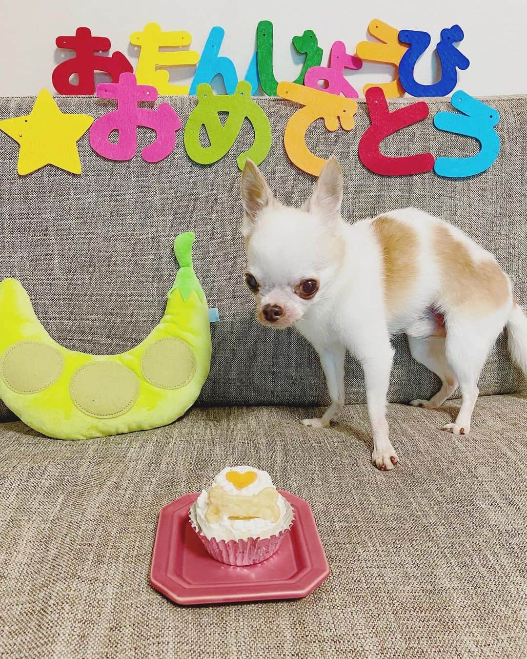のインスタグラム：「ラテさん、16歳のお誕生日です🎂😆🎉 おめでとう㊗️  姉が作ってくれたバースデーケーキでお祝い✨✨✨  人間の年齢なら80歳。 うちの父に追いつきました笑笑  元気でいてくれてありがとう😊💕 これからもよろしく❣️  #ちわわ #chihuahua #ちわすたぐらむ #チワワ #チワワのいる暮らし #ちわわ部 #チワワ部 #dogstagram #dog #犬用ケーキ #老犬 #老犬との暮らし #シニア犬 #シニア犬との暮らし #シニア犬16歳 #誕生日 #おめでとう #長生きしてね🐶」