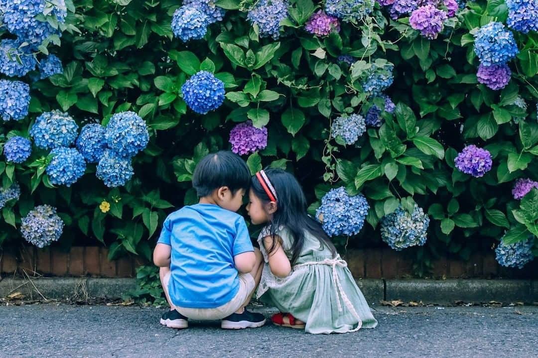 Canon EOS Kiss公式［with Kiss］さんのインスタグラム写真 - (Canon EOS Kiss公式［with Kiss］Instagram)「.@_tepeco_ さんからの一枚。⠀ 「⁑⠀ ねぇねぇ2人で何話してるの？⠀ 紫陽花ももうすぐおしまい⠀ ⠀ 今日も仕事後に撮りに行ってみたよ⠀ 家のすぐ裏だから紫陽花の数少ないけどね⠀ いっぱい咲いてる公園まで行けば良かったかな。」⠀ .⠀ ★Kissユーザーの皆さんの写真をご紹介！⠀ .⠀ キヤノンEOS Kissで撮られた写真に⠀ 「 #Kissカメラ 」をつけて投稿いただいた⠀ 皆さまの写真をご紹介します。⠀ .⠀ #eoskiss シリーズの大人気ミラーレスカメラ⠀ 「EOS Kiss M」好評発売中！⠀ .⠀ 一眼レフKissには最新モデル⠀ 「EOS Kiss X10i」が仲間入り！⠀ 高速連写と顔を追尾するオートフォーカス性能など、⠀ 使いやすいサイズ感ながら本格的な機能が魅力です。⠀ .⠀ より小型なサイズ感が特長のモデル「EOS Kiss X10」と比べて、⠀ ご自分に合った1台をお選びください。⠀ .⠀ #EOSKissM #EOSKissX10i #EOSKissX10 の詳細は、⠀ 本アカウントのプロフィール（ @with.kiss ）のURLから。⠀ .⠀ #EOSKissM #EOSKissX10i #EOSKissX10 #KissisMyLife #eoskiss #withkiss #キヤノン #canon #eos #kissカメラ #育児 #子育て #親ばか #こども #子供 #写真」7月12日 11時30分 - with.kiss