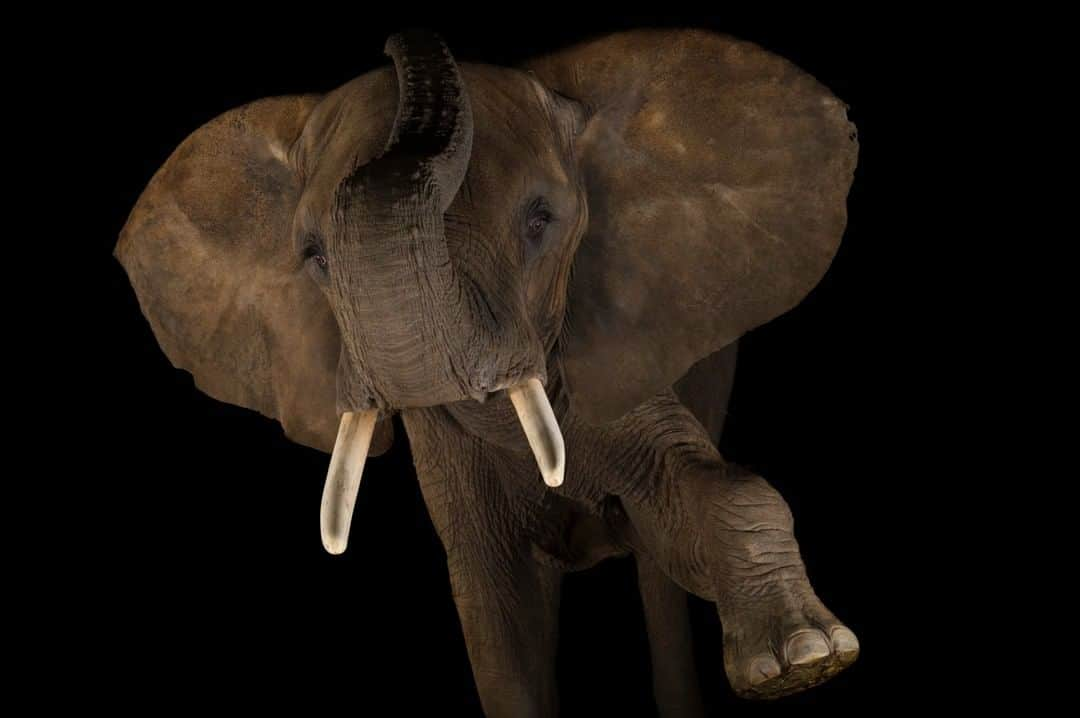 ナショナルジオグラフィックさんのインスタグラム写真 - (ナショナルジオグラフィックInstagram)「Photo by @joelsartore I As the largest mammal on land, the African elephant is hard to overlook, but much of the attention they've received in the last few decades has been catastrophic, with poachers hunting them relentlessly for their tusks. The habitat of African elephants is also shrinking, which means they come into contact with humans more frequently–encounters that don't often end well for the elephants. Ultimately, the survival of this species will depend on humans learning how to peacefully coexist alongside their wild neighbors. @indianapoliszoo, where this elephant resides, supports projects in West Africa, where thousands of children and teachers living near elephants learn about local elephant herds and are empowered to share the importance of protecting these iconic animals with their communities, saving this species in the wild. To see more species featured in the Photo Ark, follow me @joelsartore. #PhotoArk #savetogether」7月12日 11時34分 - natgeo