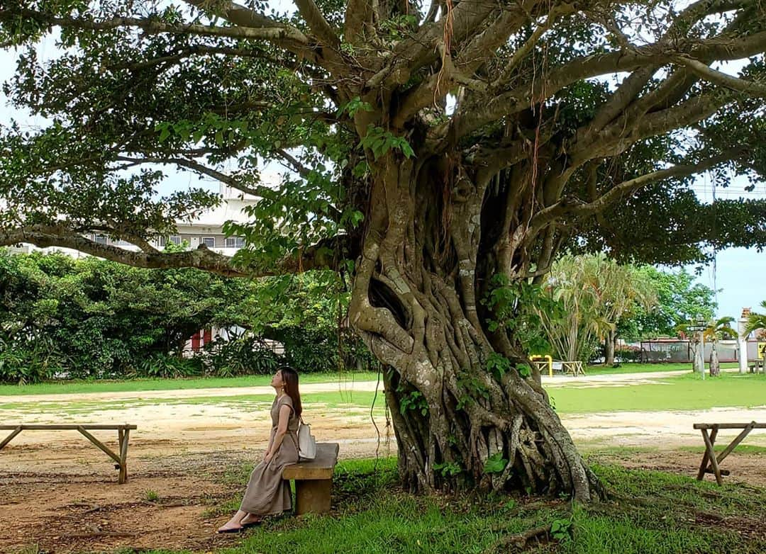 広瀬みくさんのインスタグラム写真 - (広瀬みくInstagram)「大きなガジュマルの木と私🌳✨ . #ガンガラーの谷 の駐車場。笑 きれいな海も好きやけど、緑も好き💚 . . #沖縄 #南城市 #ガジュマル #木 #大きな木の下で #自然 #植物 #緑 #沖縄本島 #沖縄旅行 #沖縄大好き #沖縄好きな人と繋がりたい #女子旅 #夏 #写真好きな人と繋がりたい #okinawa #japan #okinawatrip #tree #green #nanjyocity #summertime #photography」7月12日 11時34分 - miku__hirose