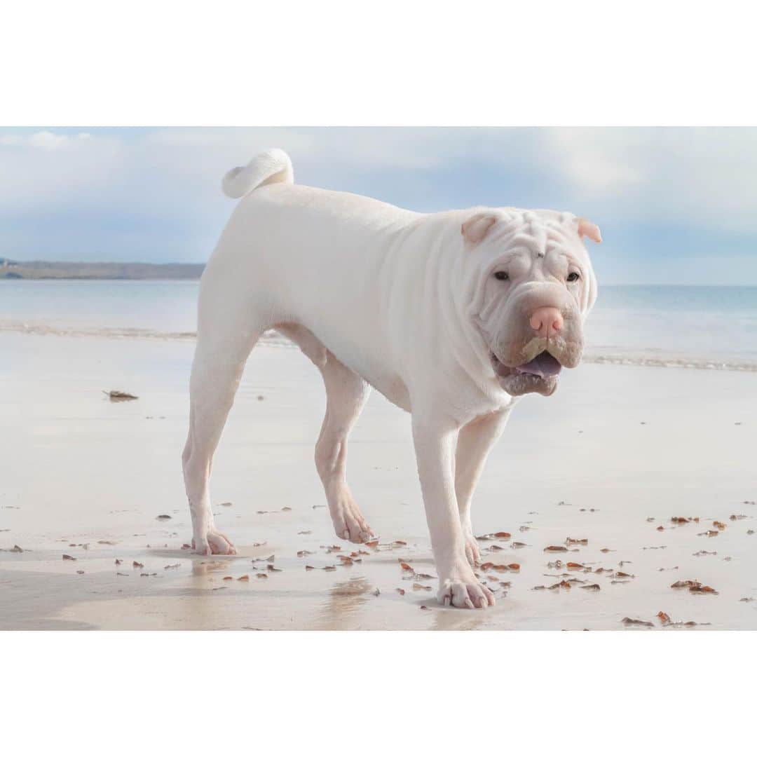annie&pADdinGtoNさんのインスタグラム写真 - (annie&pADdinGtoNInstagram)「Sand moustache 👅 #happyweekend #winterdays #beach #love #sharpei #sharpeisofinstagram #wrinkles #lambington #sharpei #sharpeisofinstagram #sharpeilove #dogsatthebeach #happy #dog #dogs #dogsofinstagram #dogsofinsta #doglover #instagood #weeklyfluff #iloveyoutothemoonandback」7月12日 11時48分 - anniepaddington