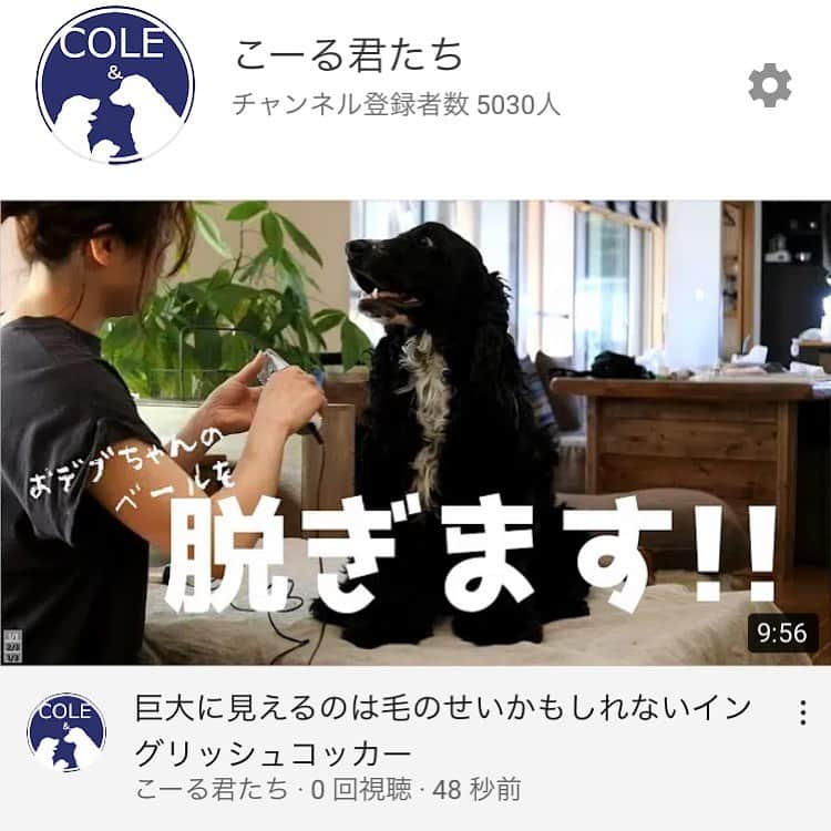 ともさんのインスタグラム写真 - (ともInstagram)「YouTube▶︎こーる君たち やっとアップ出来ました〜🙌🏼 日曜の午後のお供に是非ご覧下さい❤️ * #YouTube #こーる君たち　#毎回アップするチャンネルを間違えてないかドキドキする　#サブチャンネル　#メインチャンネルはこーる君ち　#ややこしい　#イングリッシュコッカースパニエル　#ゴールデンレトリバー　#ダックス」7月12日 11時59分 - tomowithdog