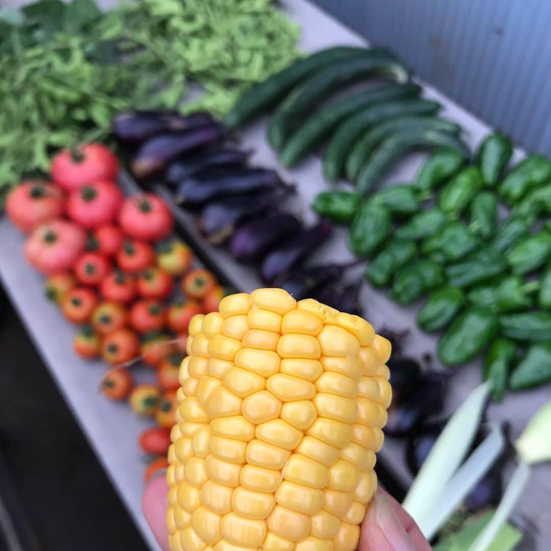 小谷あゆみのインスタグラム：「体験農園で野菜づくりすると幸せホルモンが増幅し、ストレスホルモンが減少する研究が、昨日　#せたがや体験農園　で行われました。 研究によりますと、参加した3人中3人の幸せホルモンがマックスに到達したことがわかり、その後のビール量も健やかに増すことが証明されました。 参加しち1人によると、「密を避けてオープンな窓際の串カツやでチンチロリンのメガ盛りで幸せな気分です」ということです。 畑の研究者ベジアナ より #玉堤体験農園 #畑のちから菜園部長 #JA世田谷目黒 #とれたてトウモロコシを生かじり #枝豆のコクがハンパない」