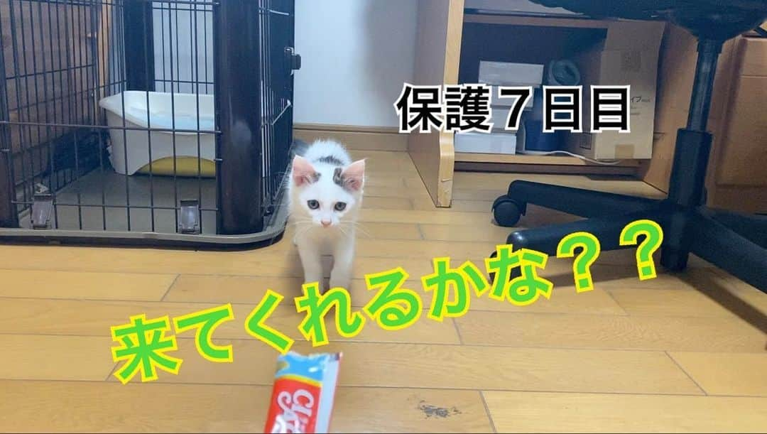 猫カフェきぶん屋さんのインスタグラム写真 - (猫カフェきぶん屋Instagram)「‪なかなか微妙な距離感ですが、ちゅーる使ったら自分から寄ってきてくれるかな？？‬  ‪動画見て応援してください🙏‬ ‪7000人までもう少し！‬ ‪https://youtu.be/woJfh1O11gc‬  はぴねこチャンネルで検索🔍」7月12日 12時05分 - nekocafekibunya