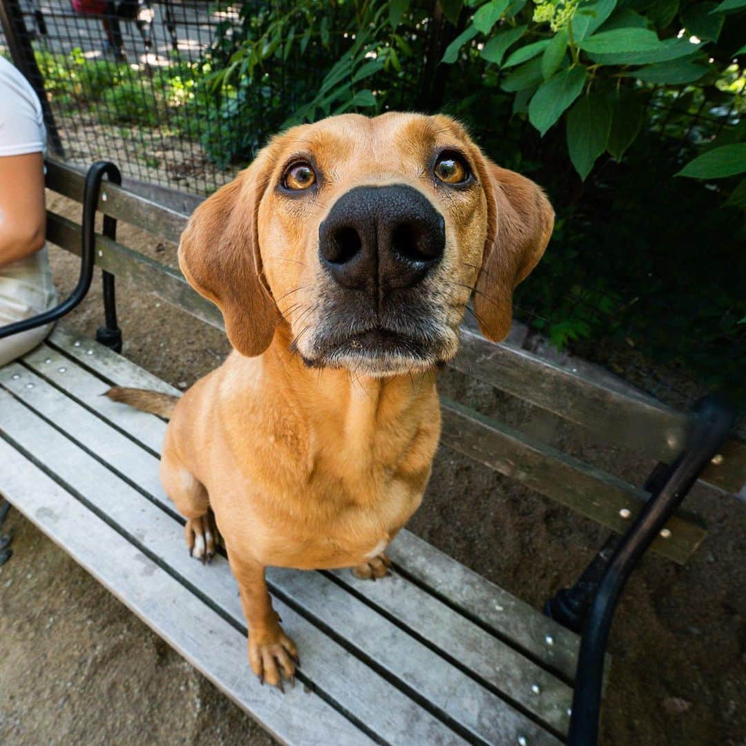 The Dogistさんのインスタグラム写真 - (The DogistInstagram)「Ande & Wayland, Redbone Coonhound mix & German Shepherd (3 & 2.3 y/o), Washington Square Park, New York, NY • “She’s a deer hunter – she loves to flush them out. He’s a deer killer – he’s gotten six. They’re a team. Sometimes the angle is right and they just connect. There are so many deer. Luckily this guy (my husband) knows how to clean a deer.”」7月12日 12時33分 - thedogist